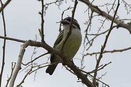 Yellow-rumped Tinkerbird