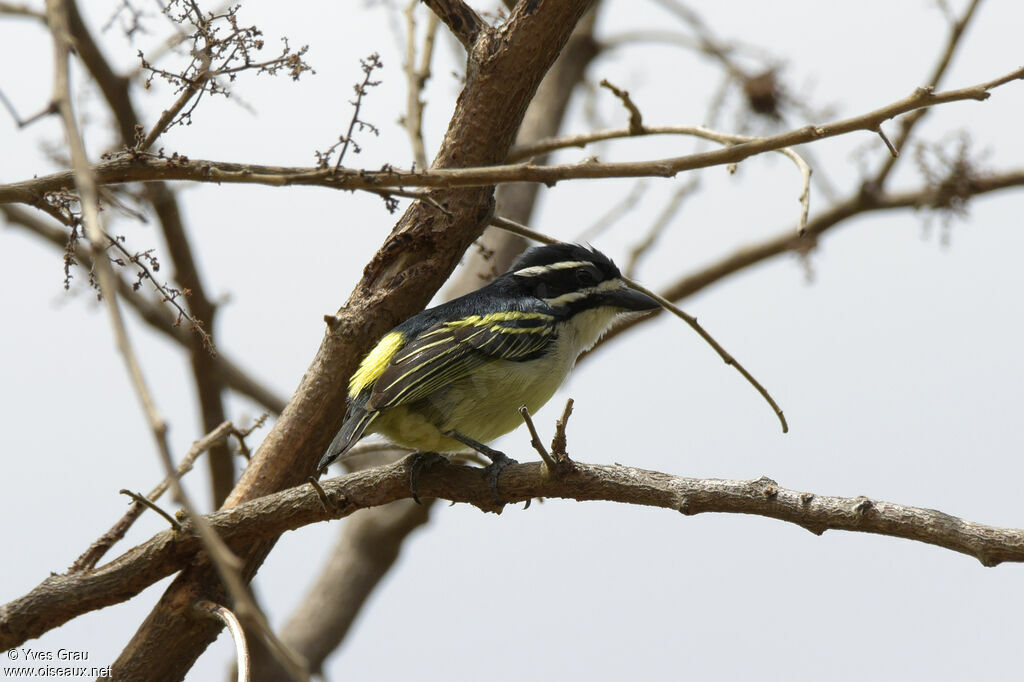 Yellow-rumped Tinkerbird