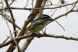 Yellow-rumped Tinkerbird