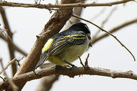 Yellow-rumped Tinkerbird