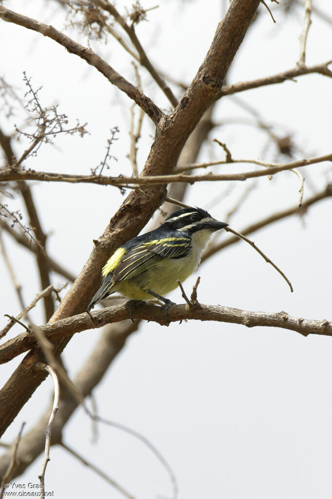 Yellow-rumped Tinkerbird