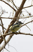 Yellow-rumped Tinkerbird