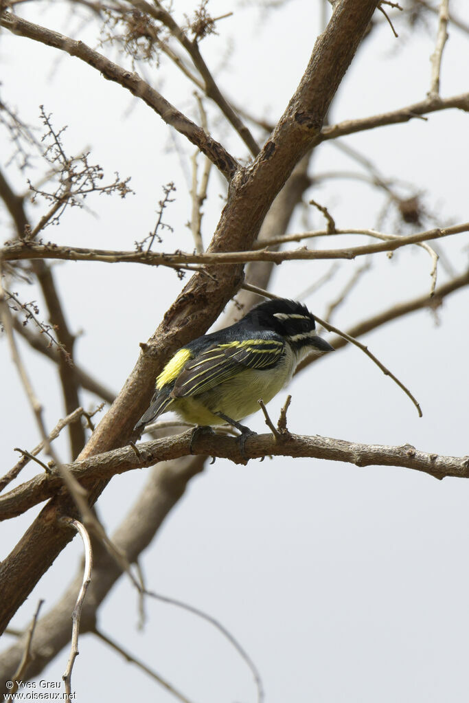 Yellow-rumped Tinkerbird