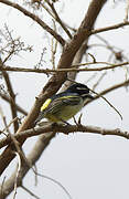 Yellow-rumped Tinkerbird