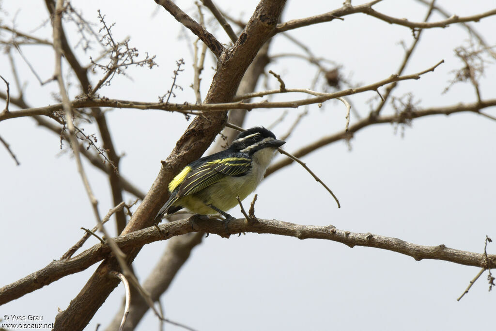 Yellow-rumped Tinkerbird