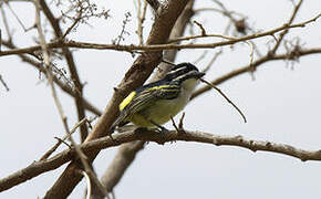 Yellow-rumped Tinkerbird