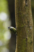 Yellow-rumped Tinkerbird