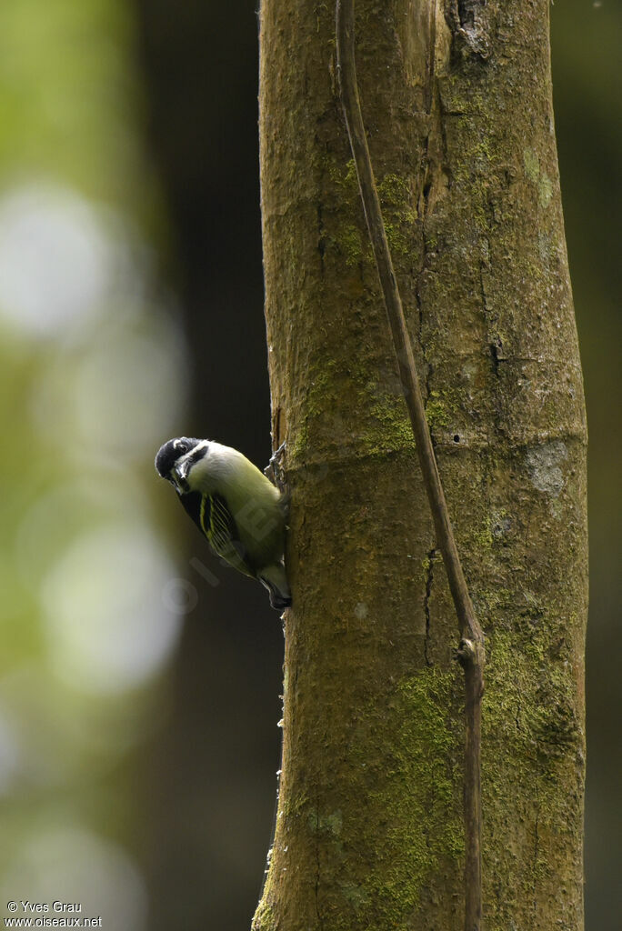 Yellow-rumped Tinkerbird