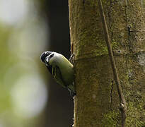 Yellow-rumped Tinkerbird