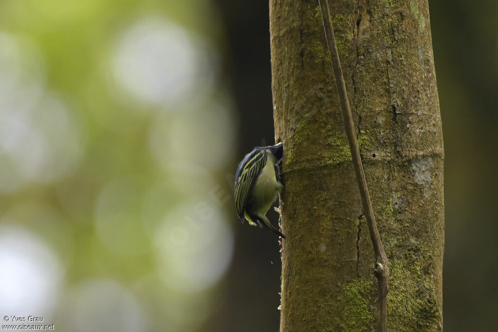 Yellow-rumped Tinkerbird