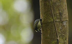 Yellow-rumped Tinkerbird