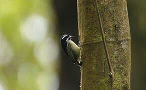 Yellow-rumped Tinkerbird