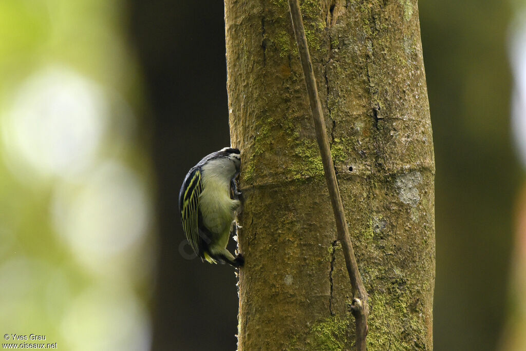 Yellow-rumped Tinkerbird