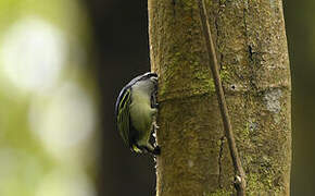 Yellow-rumped Tinkerbird