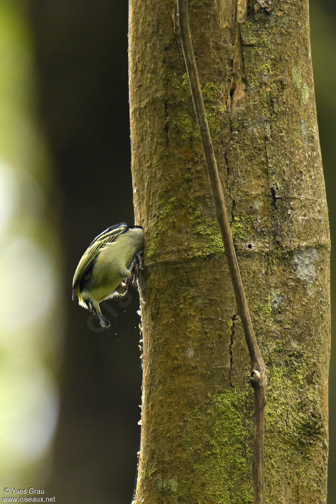 Yellow-rumped Tinkerbird