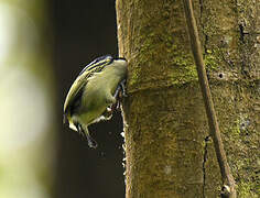 Yellow-rumped Tinkerbird