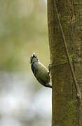 Yellow-rumped Tinkerbird