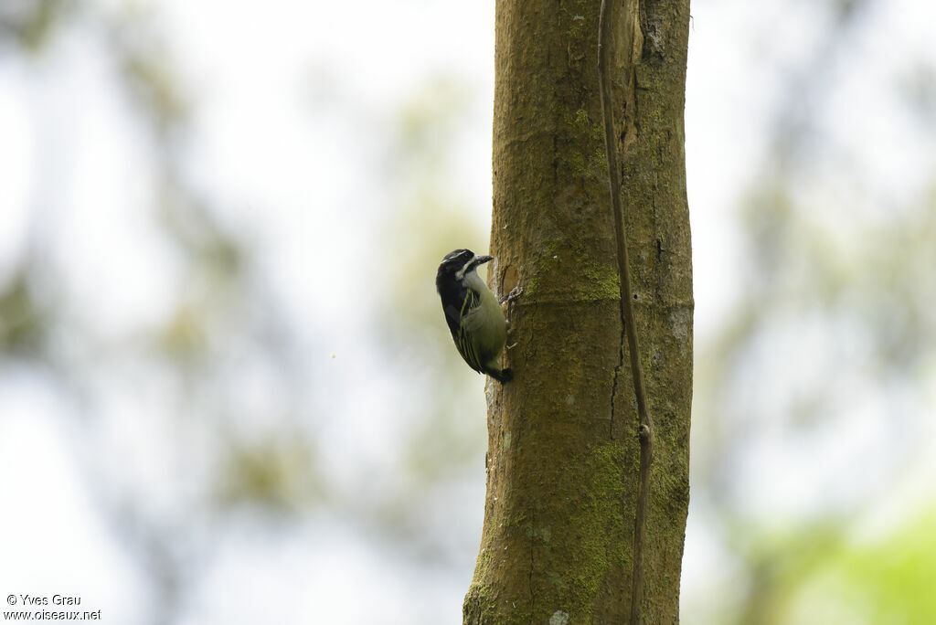 Yellow-rumped Tinkerbird