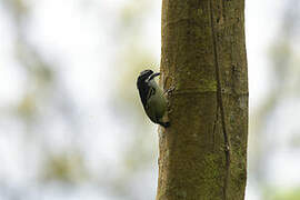 Yellow-rumped Tinkerbird