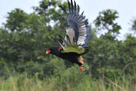 Bateleur des savanes