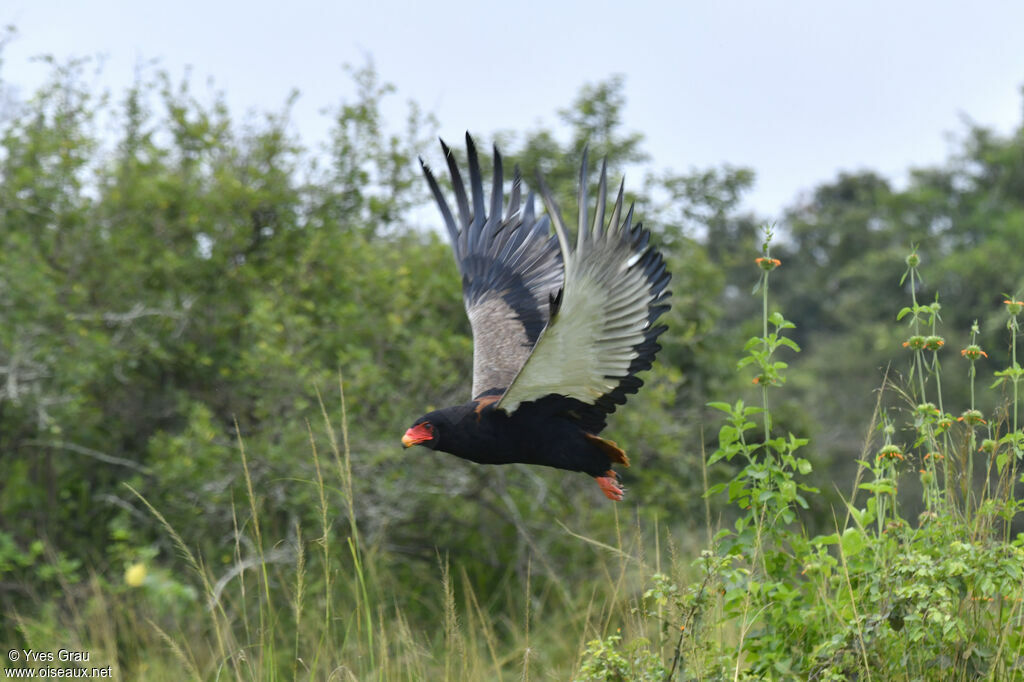 Bateleur