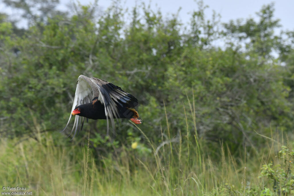 Bateleur