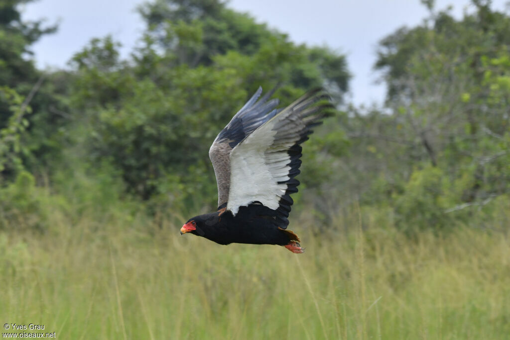 Bateleur des savanes