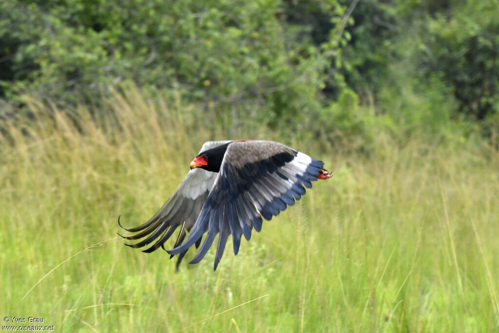 Bateleur