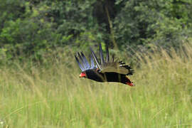 Bateleur des savanes