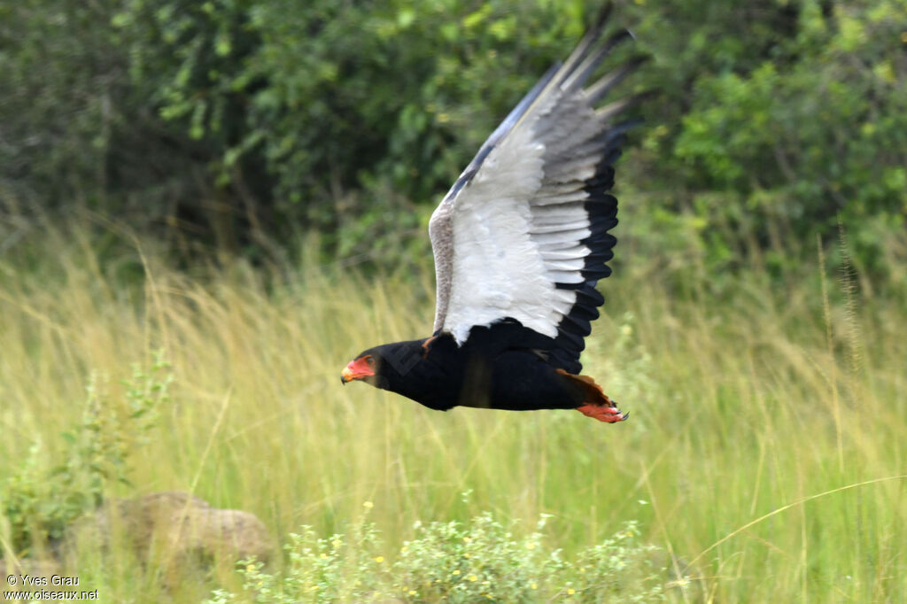 Bateleur