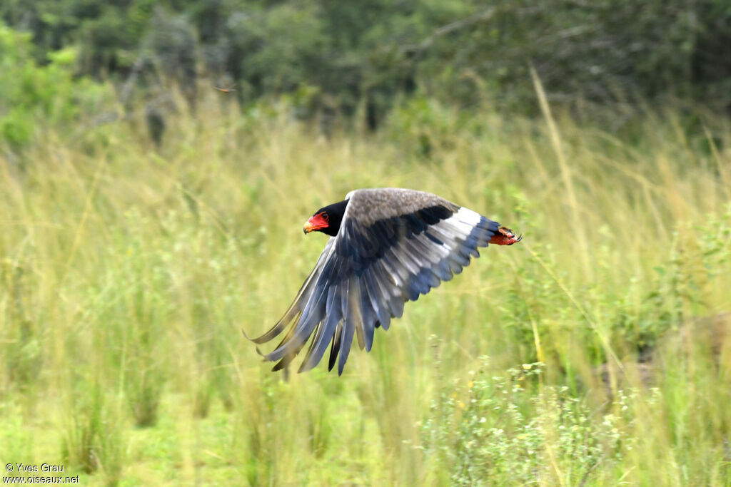 Bateleur