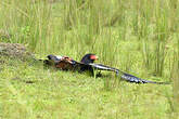 Bateleur des savanes