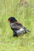 Bateleur