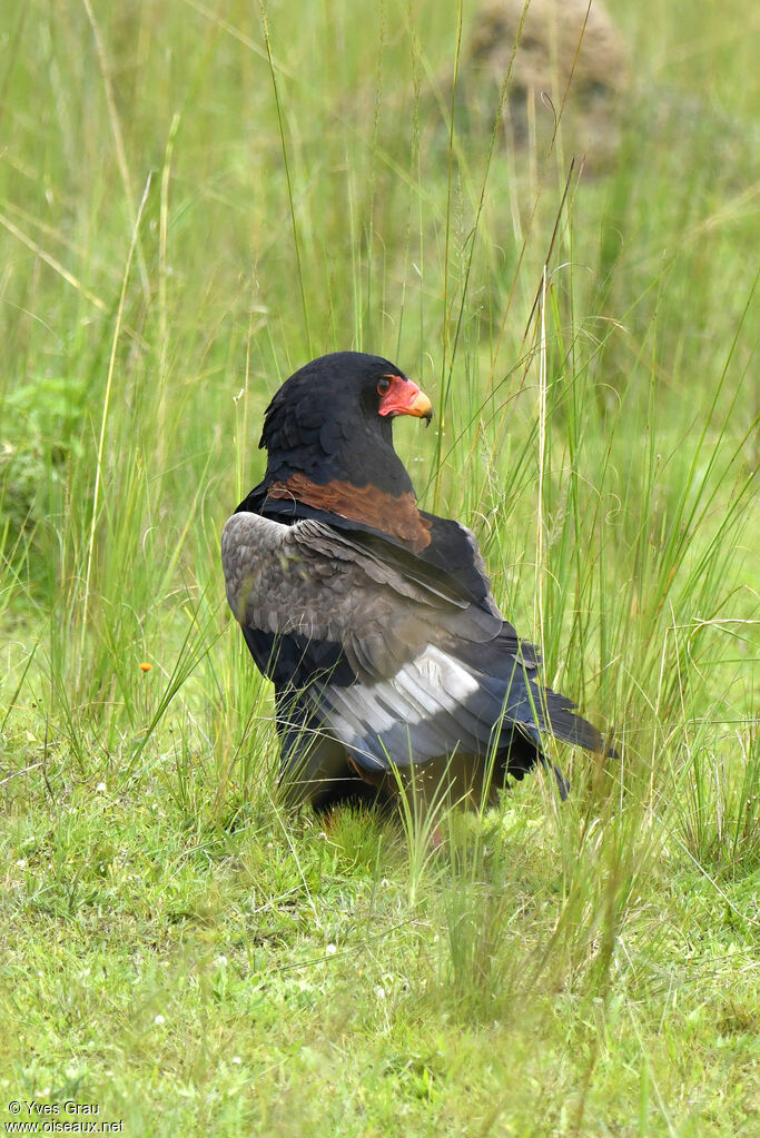 Bateleur des savanes