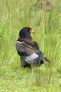 Bateleur des savanes