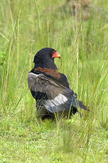 Bateleur des savanes