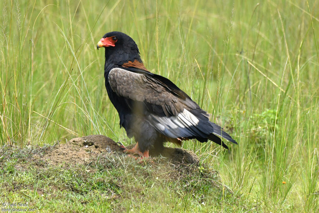 Bateleur des savanes