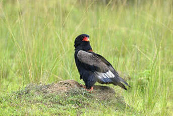 Bateleur des savanes