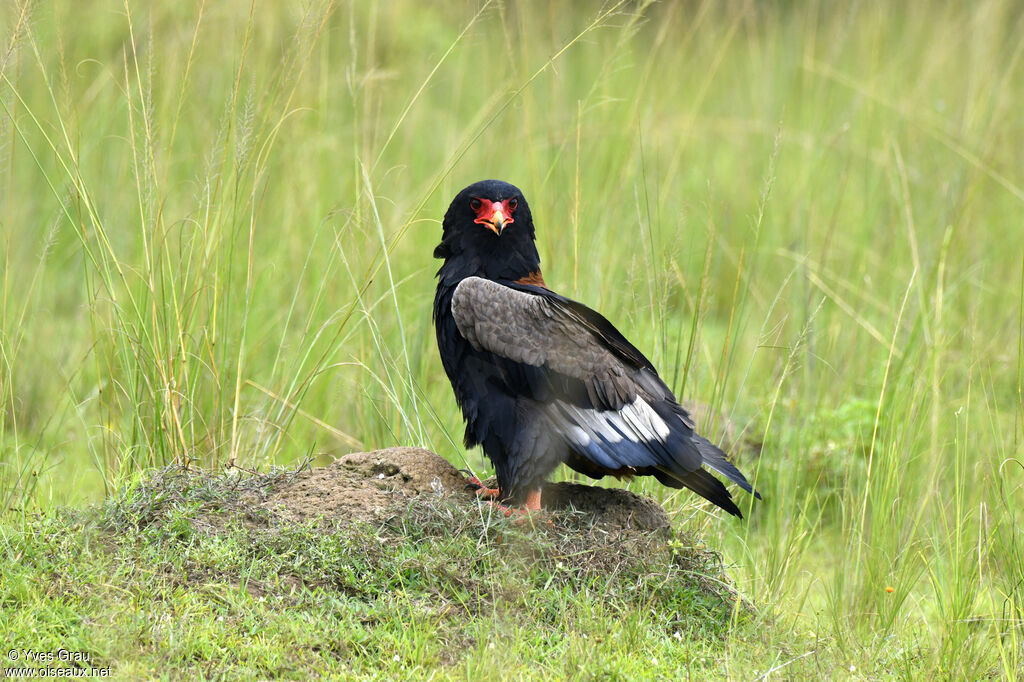 Bateleur