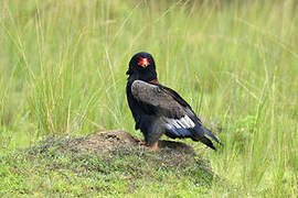 Bateleur des savanes