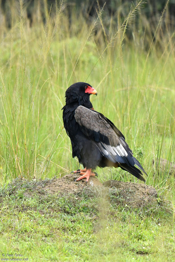 Bateleur