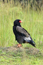 Bateleur des savanes