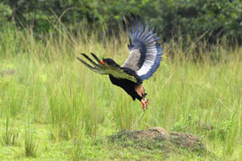 Bateleur des savanes