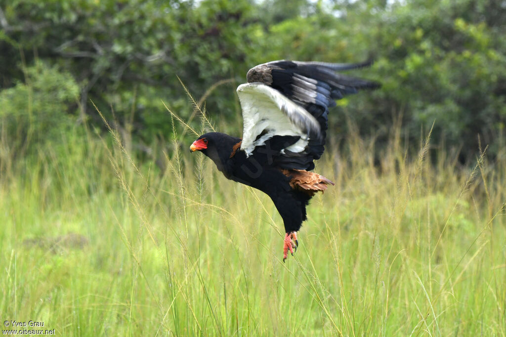 Bateleur des savanes