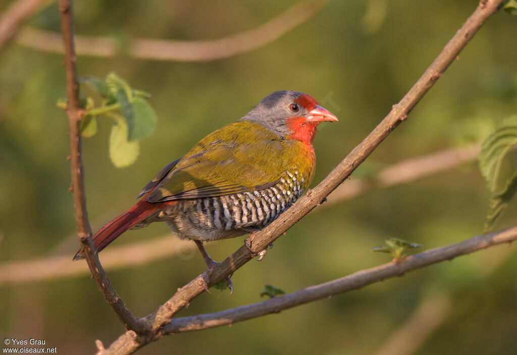 Green-winged Pytilia