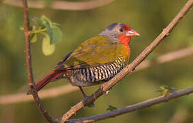 Green-winged Pytilia