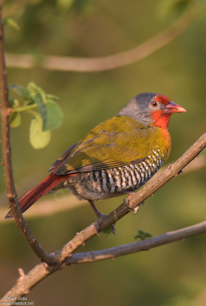 Green-winged Pytilia