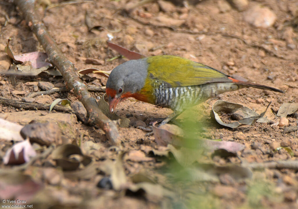 Green-winged Pytilia