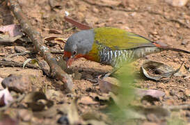 Green-winged Pytilia