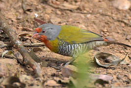 Green-winged Pytilia